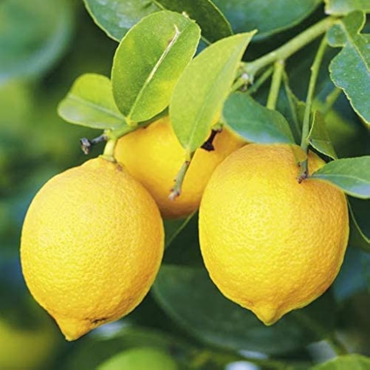 Eureka Lemon Tree Seeds up to 50%