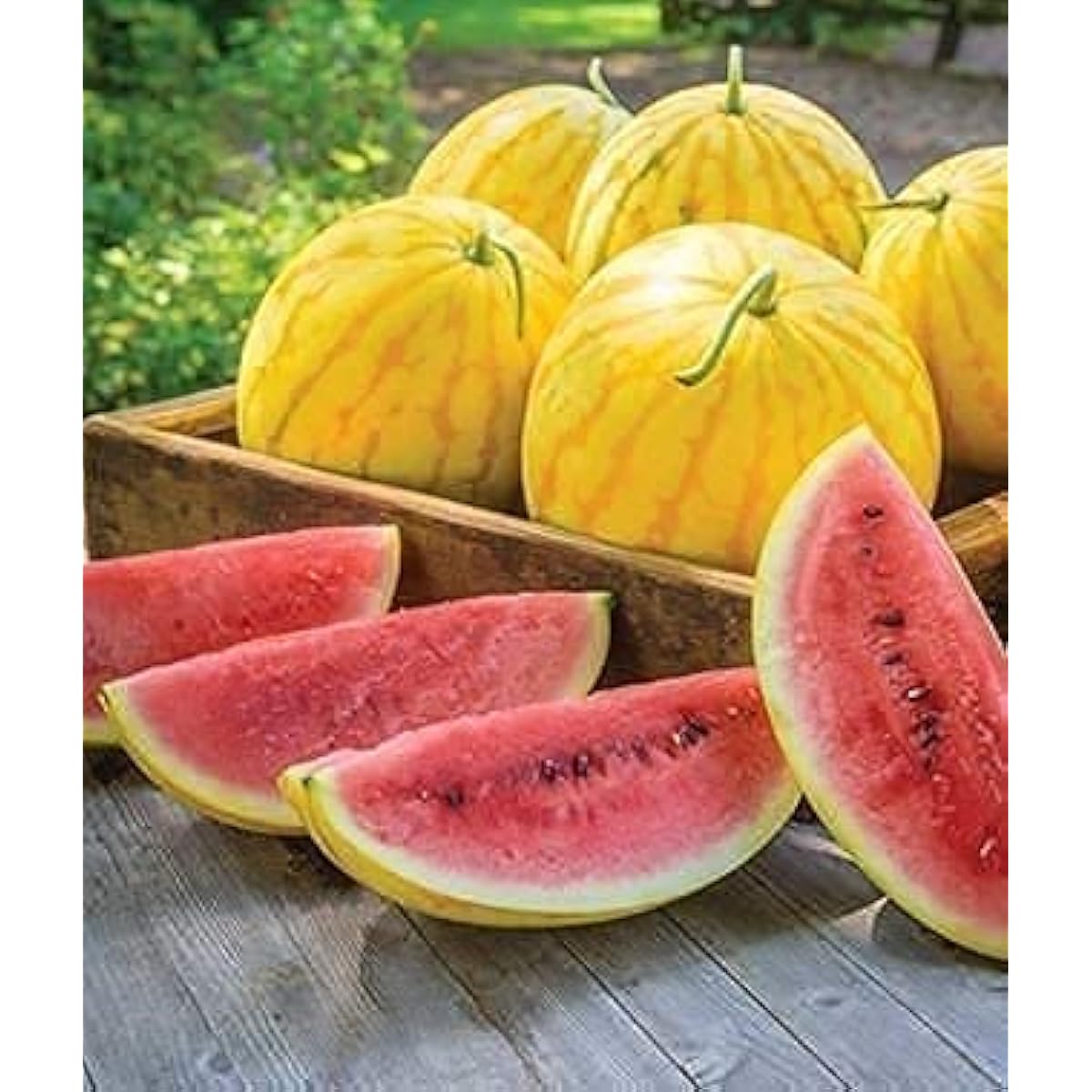 Red in Gold Watermelon Seeds up to 50%