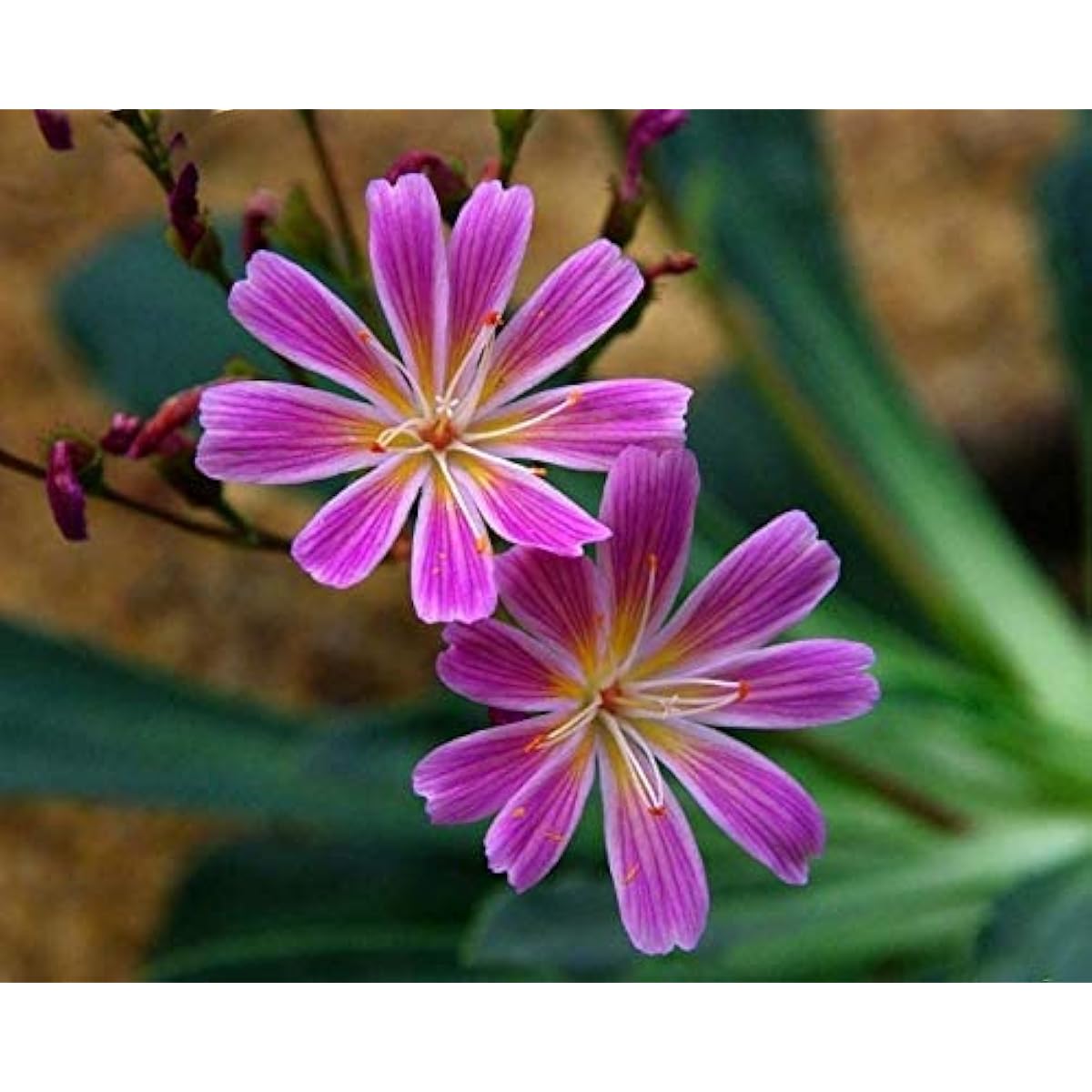 Lewisia Cotyledon Flower Seeds up to 50%