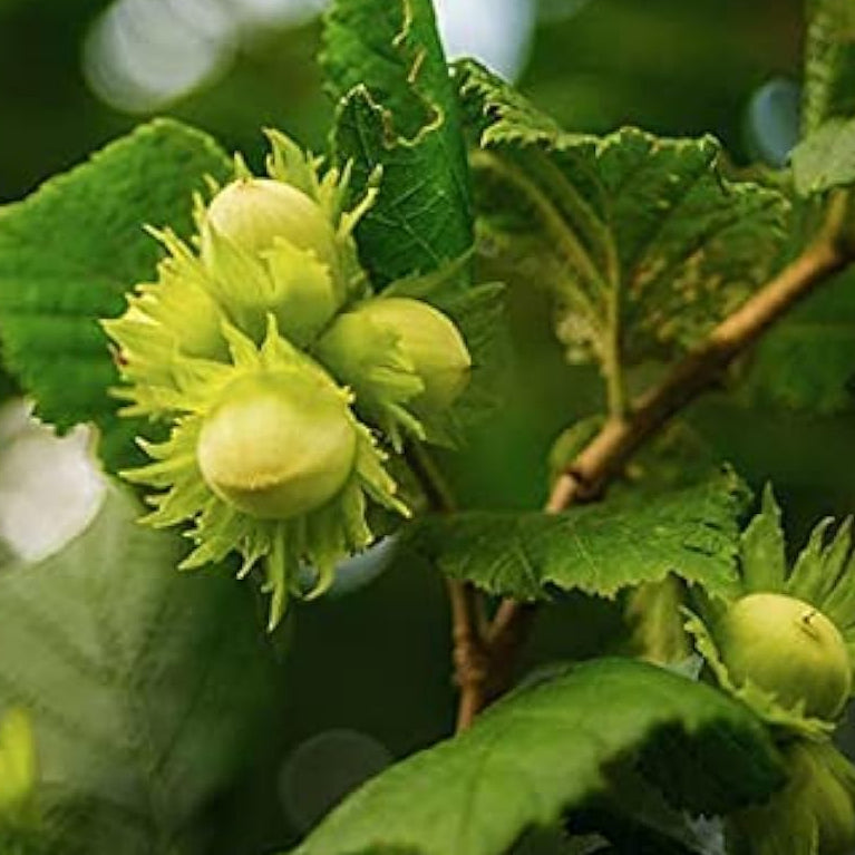 Hazelnut Plant Seeds up to 50%