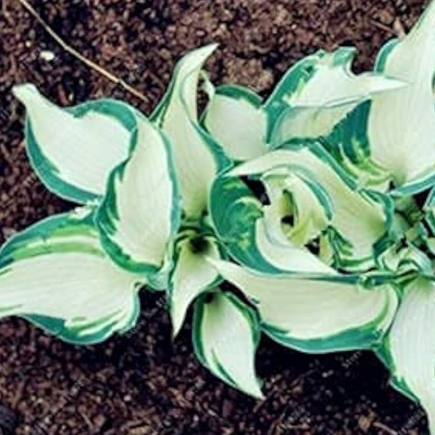 Mixed Hosta Perennial Lily Seeds – White Lace – up to 50%