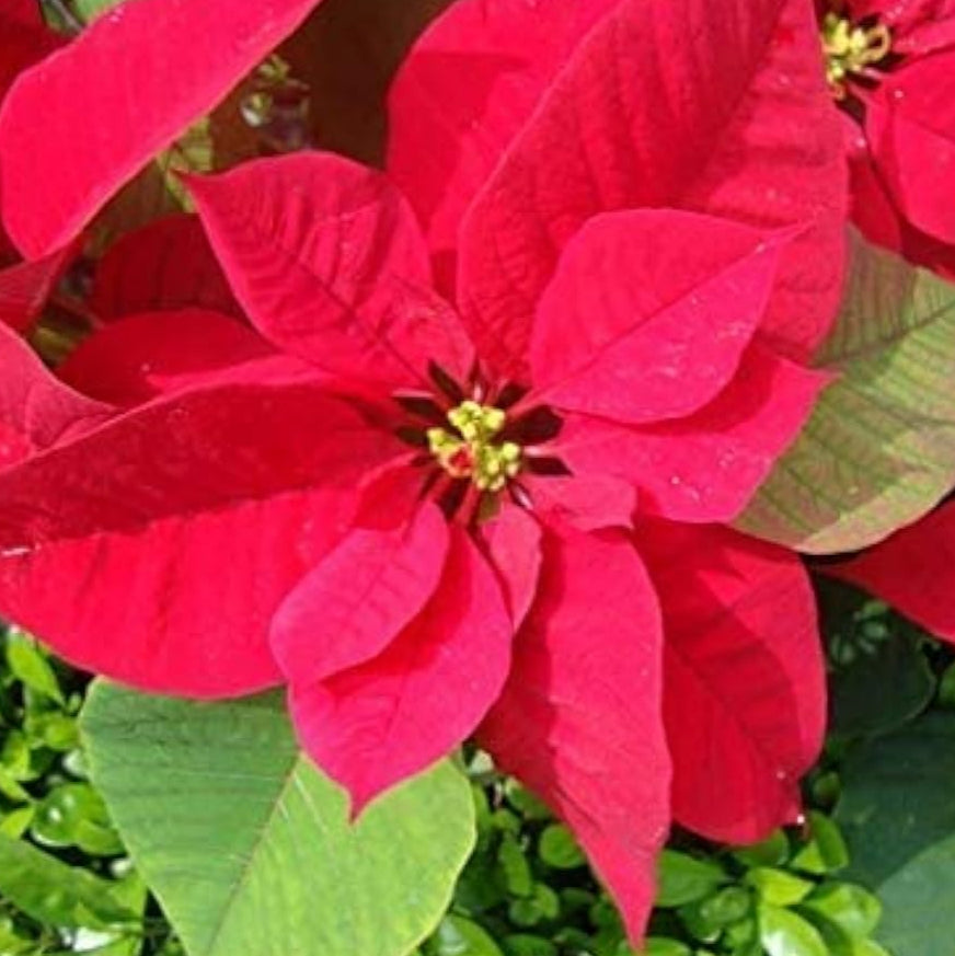 Poinsettia Seeds ¨C up to 50%