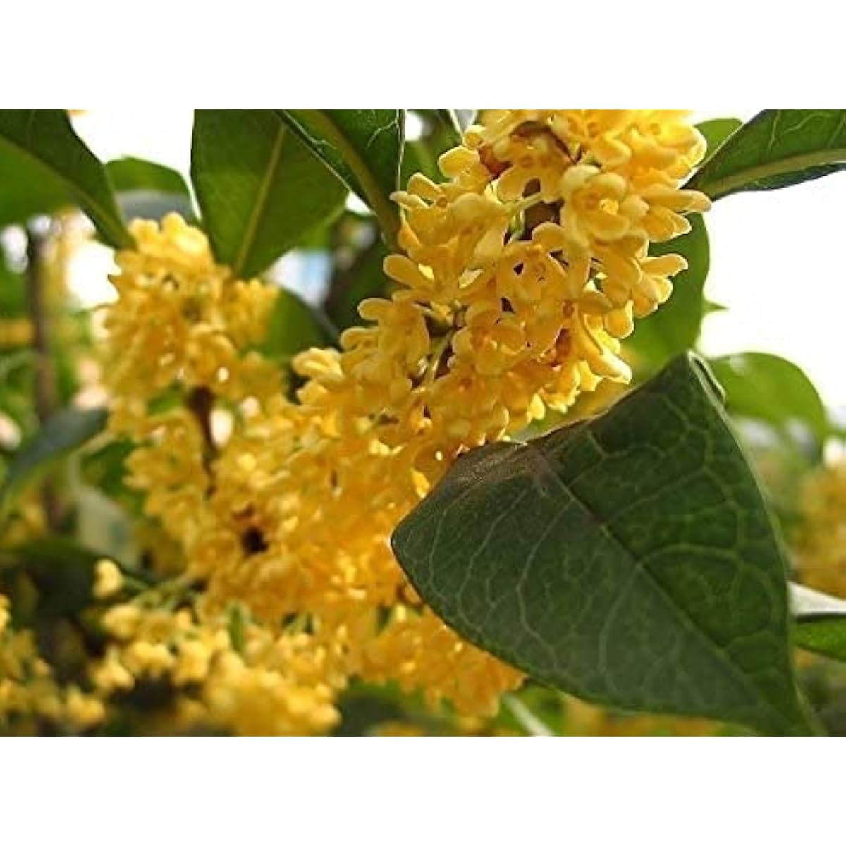 Osmanthus Fragrans (Sweet Olive) Seeds – Fragrant Ornamental Tree – up to 50%