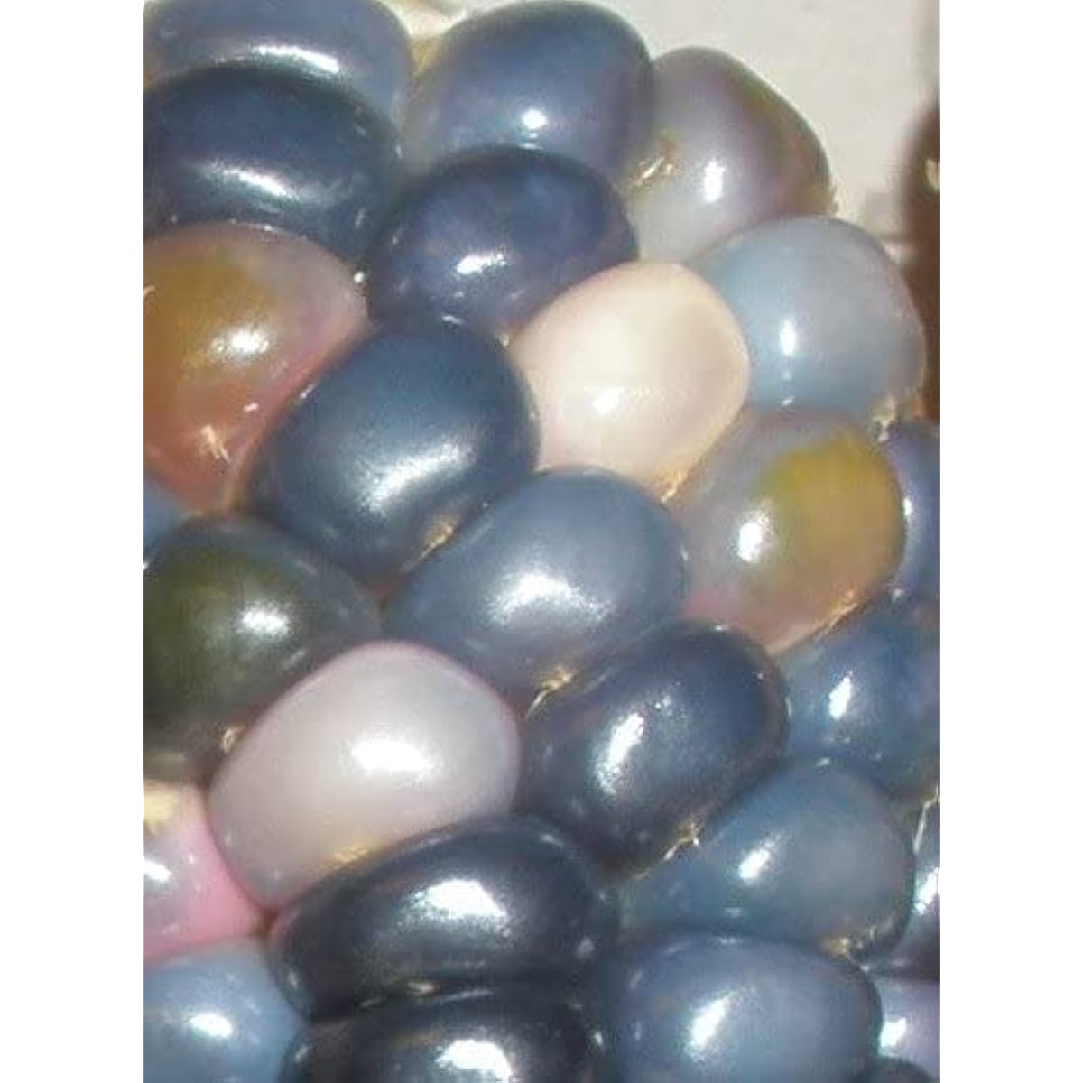 Glass Gem Cherokee Indian Corn Heirloom Seeds – up to 50%