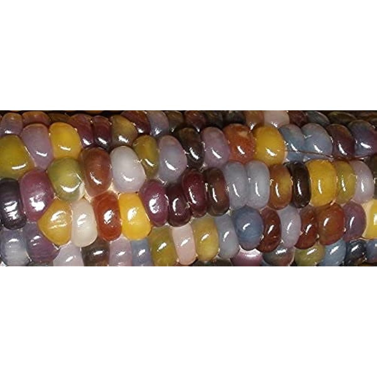 Glass Gem Cherokee Indian Corn Heirloom Seeds – up to 50%
