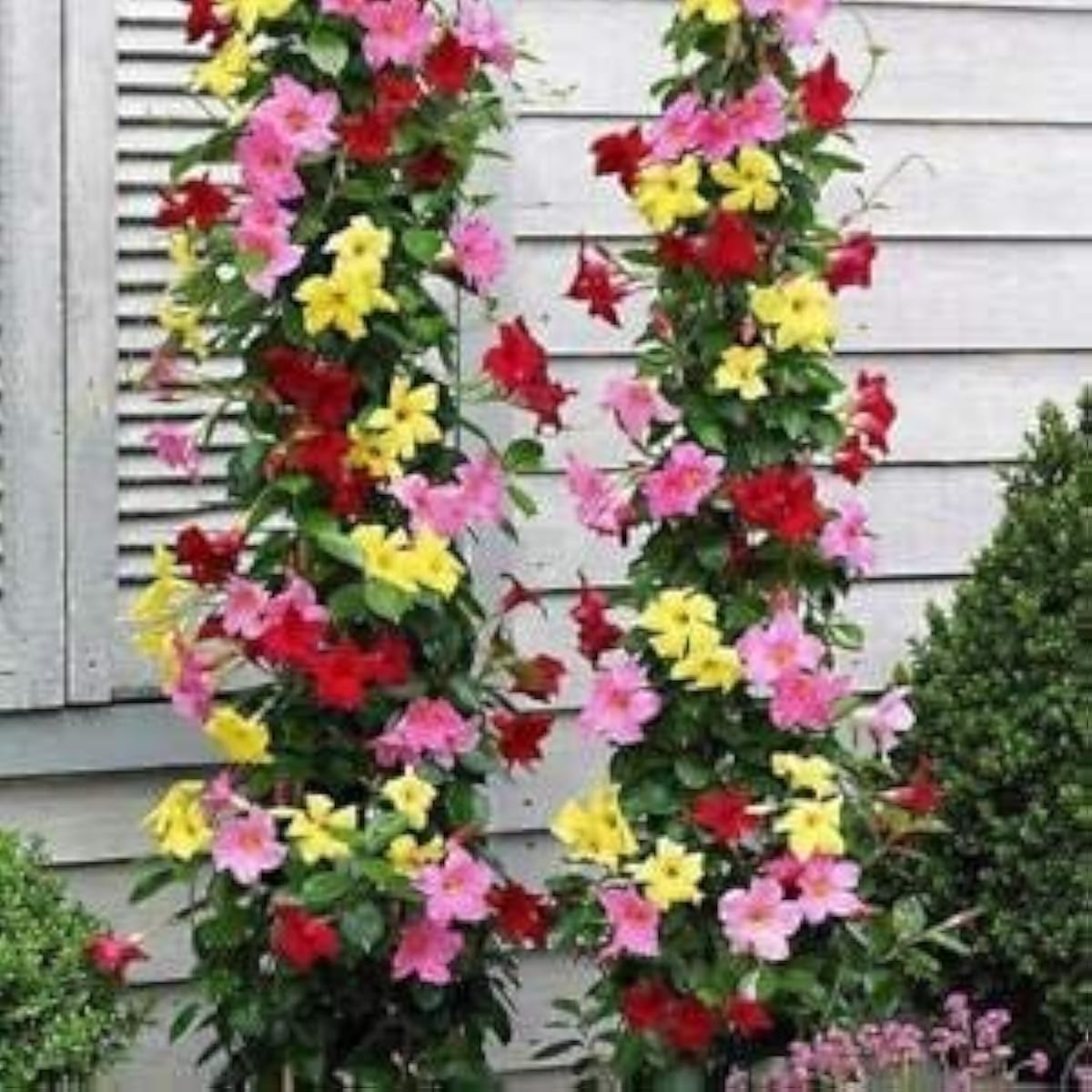 Mixed Mandevilla Flower Seeds up to 50%
