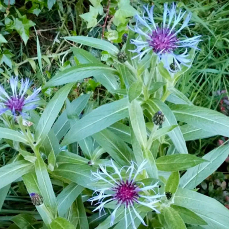 Cornflower / Bachelor Button Seeds - Larger Packet High Germination 600-5000 Onsaleseeds