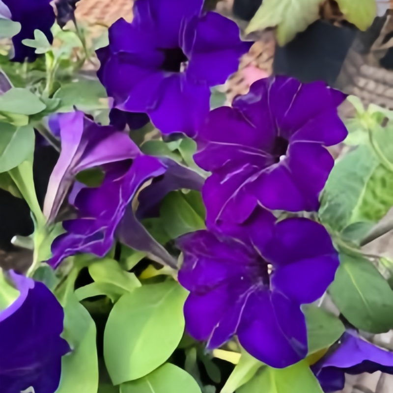 Petunia Hybrida Seeds - Purplish Red Larger Packet High Germination 1000-5000 Onsaleseeds