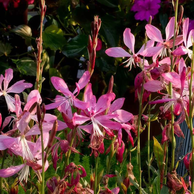 Gaura Pink Seeds up to 50%