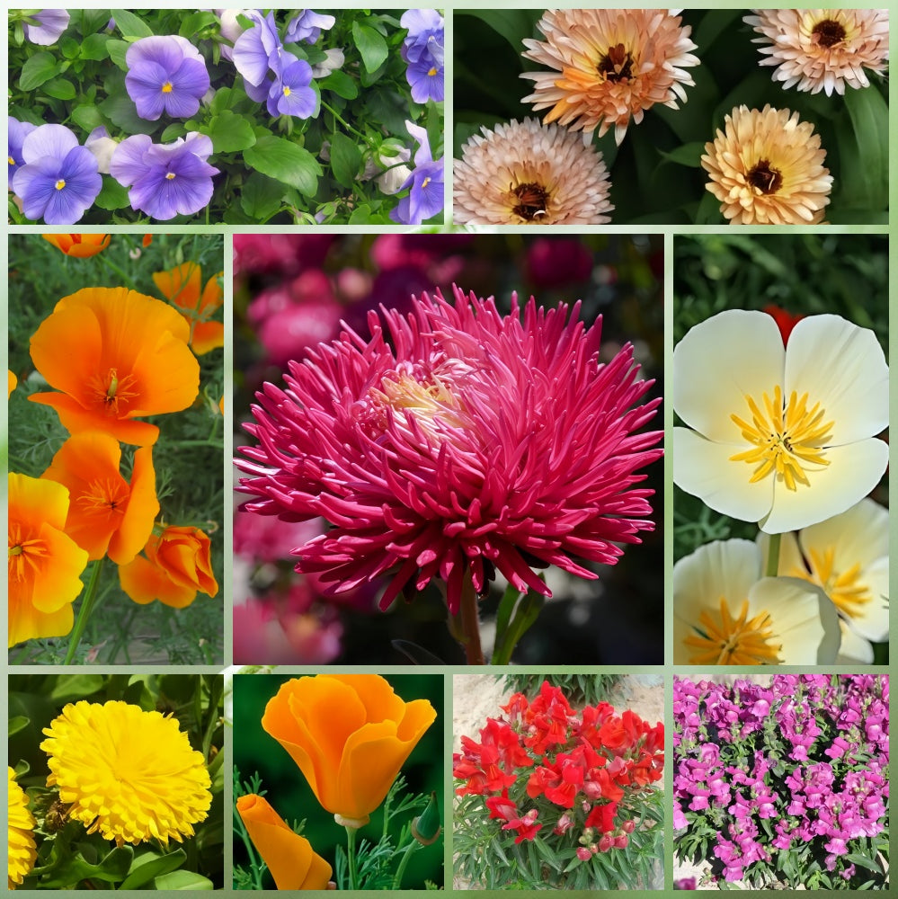 Wildflower Mixes