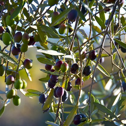 Green Olive Seeds – up to 50%