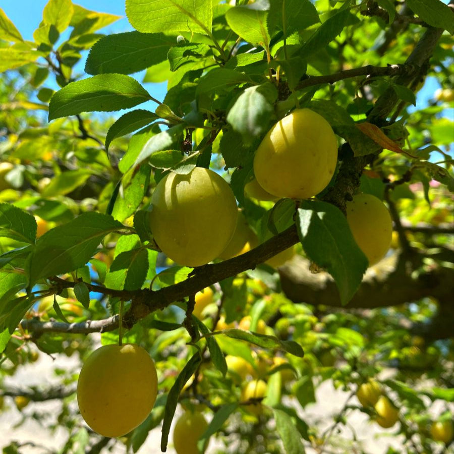 Mirabelle Plum Tree Seeds up to 50%