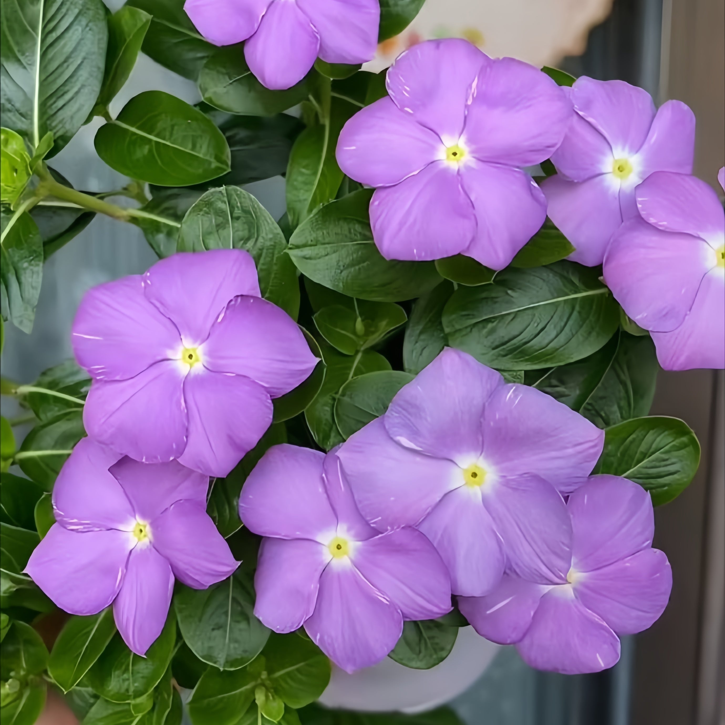 Vinca Seeds - Catharanthus Roseus Blue Larger Packet High Germination 300-1600 Onsaleseeds