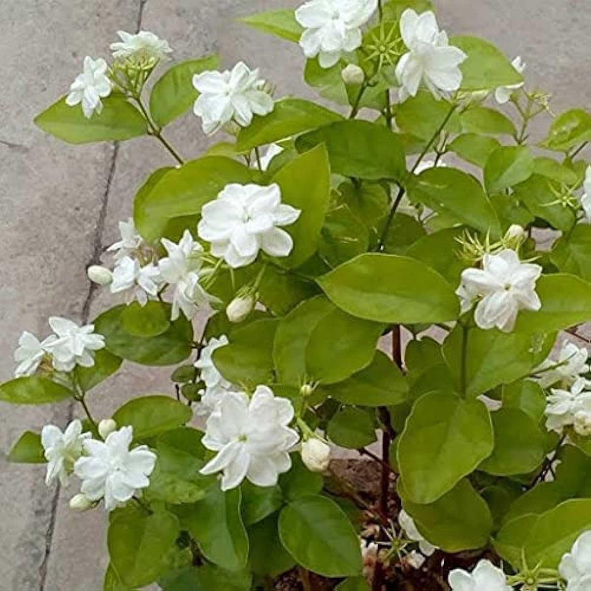 Jasmine Sambac Flower Seeds up to 50%