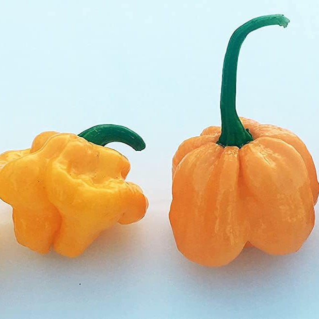 MOA Red Scotch Bonnet Hot Pepper Seeds– up to 50%