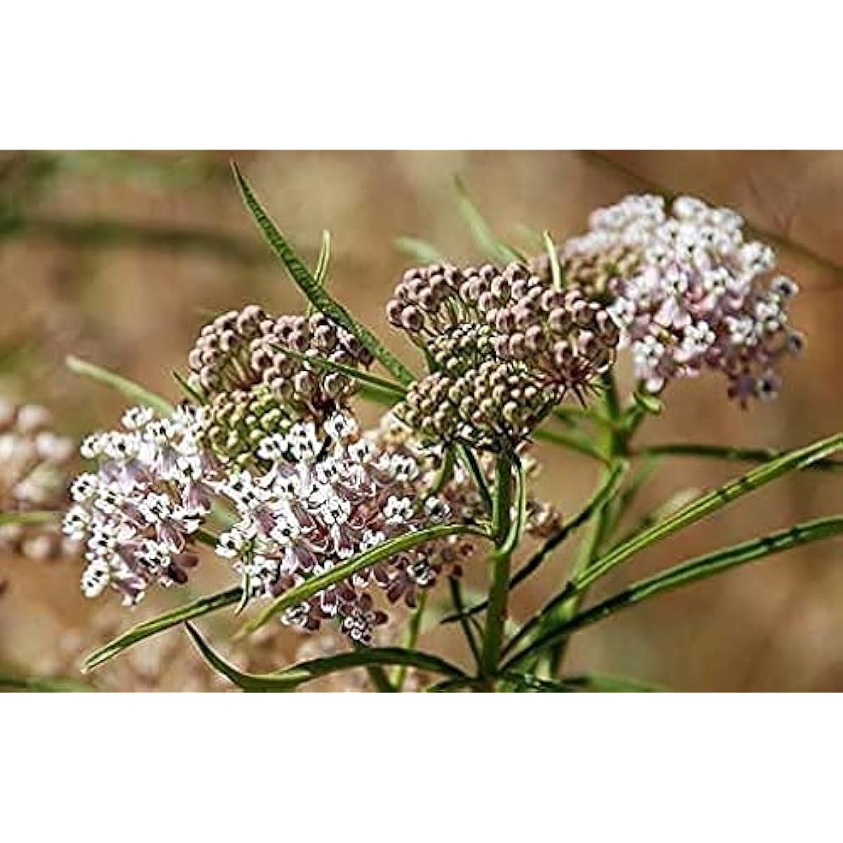 Asclepias fascicularis β Narrow Leaf Milkweed Seeds for Pollinator-Friendly Gardens up to 50%