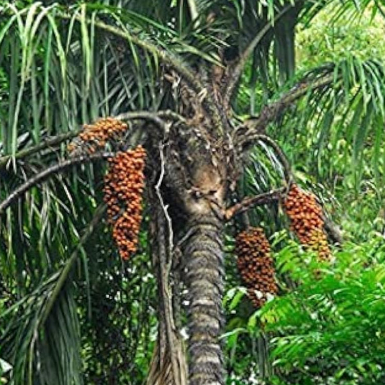 Peach Palm Tree Seeds up to 50%