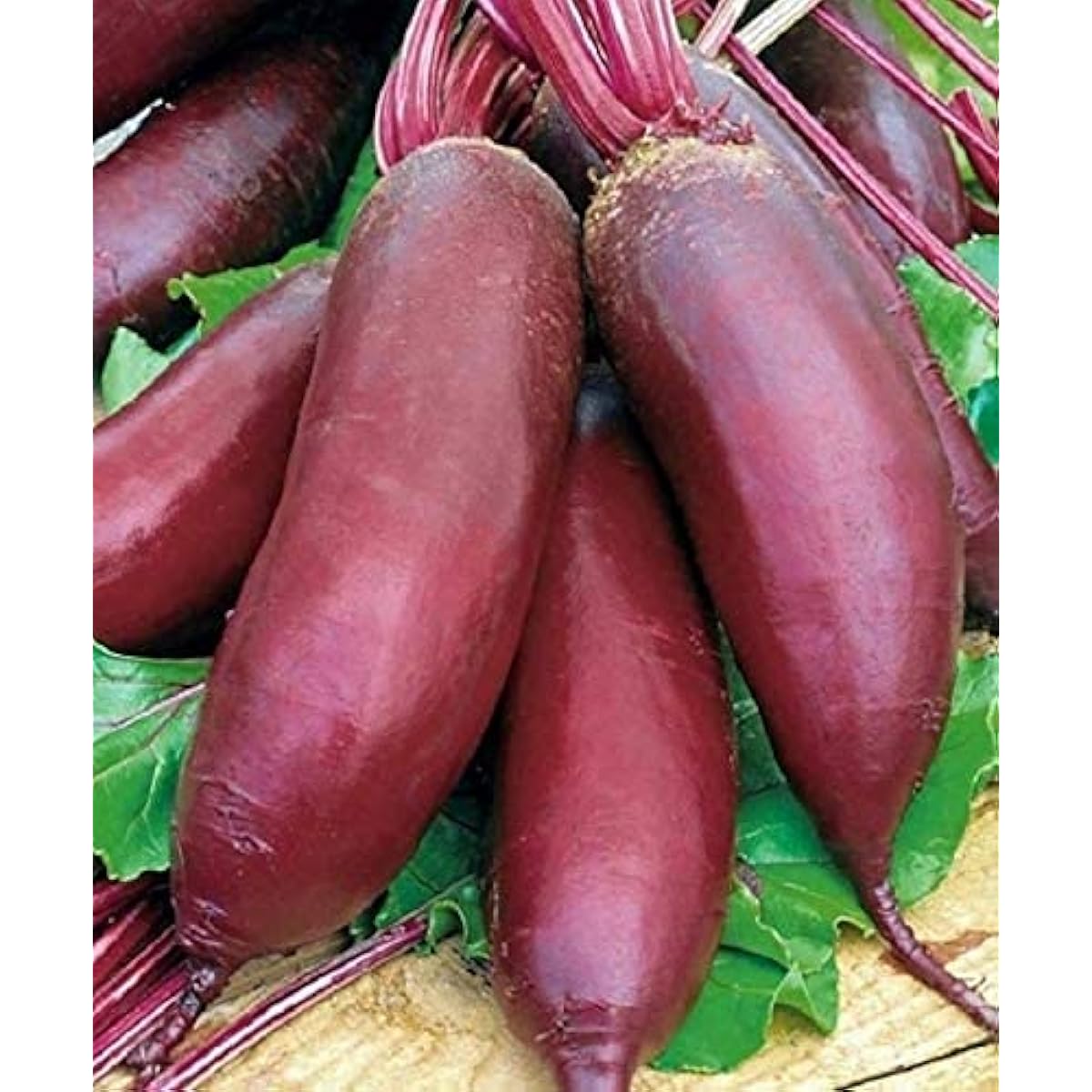 Rival Beetroot Seeds up to 50%