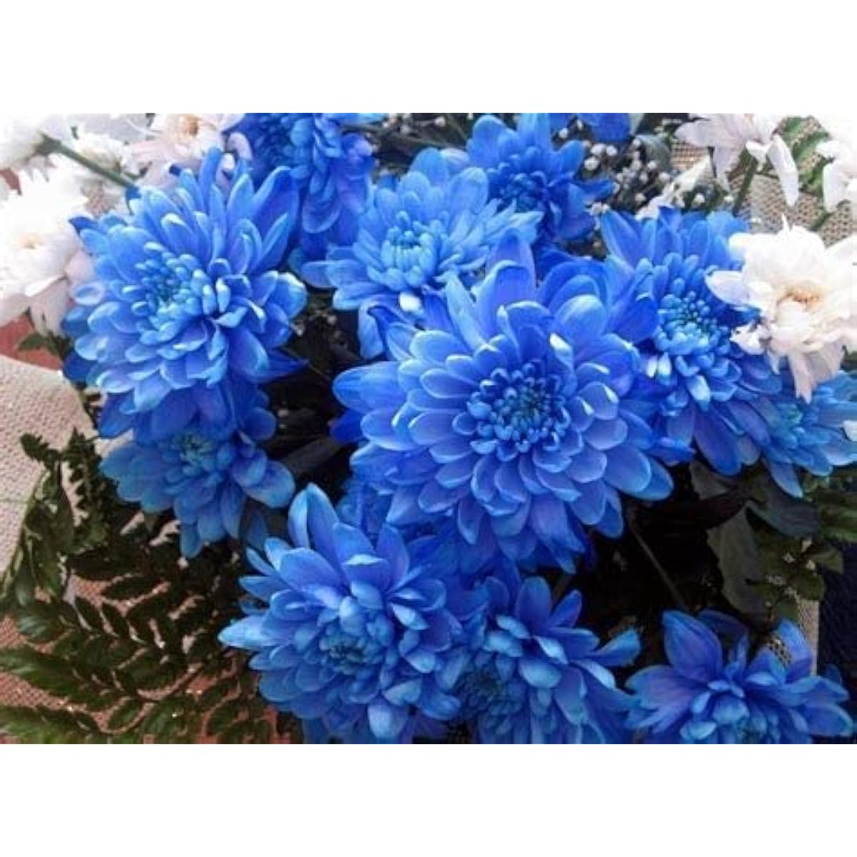 Blue Chrysanthemum Seeds up to 50%