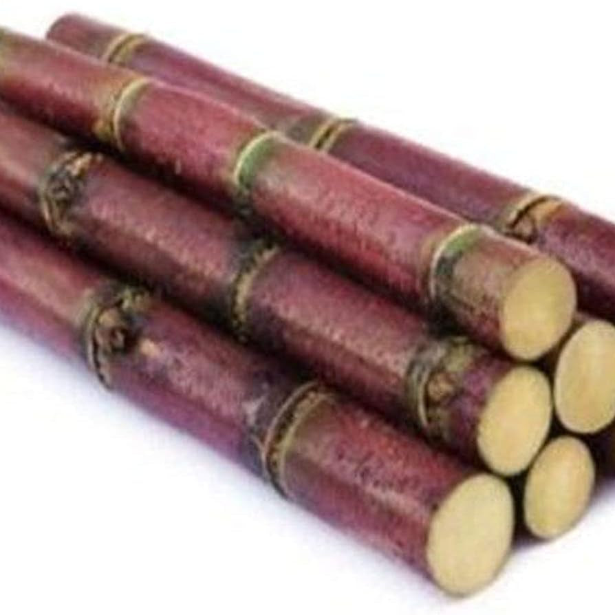 Giant Sugar Cane Seeds up to 50%