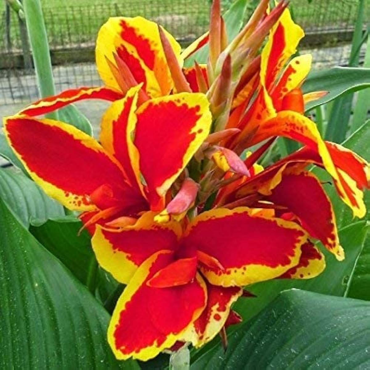 Yellow Red Canna Lily Seeds up to 50%