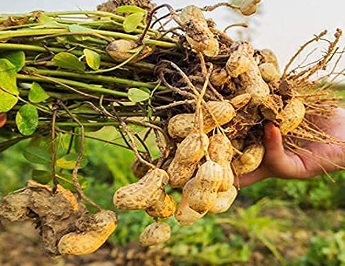 Giant Peanut Seeds up to 50%
