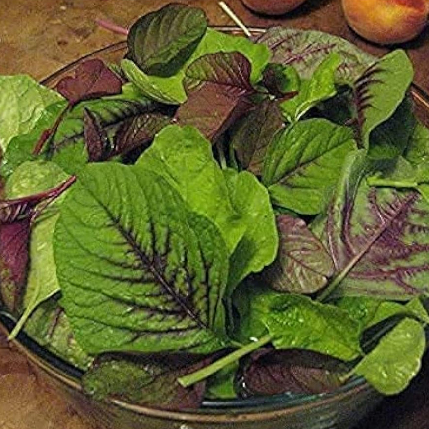Red Stripe Amaranth Seeds up to 50%
