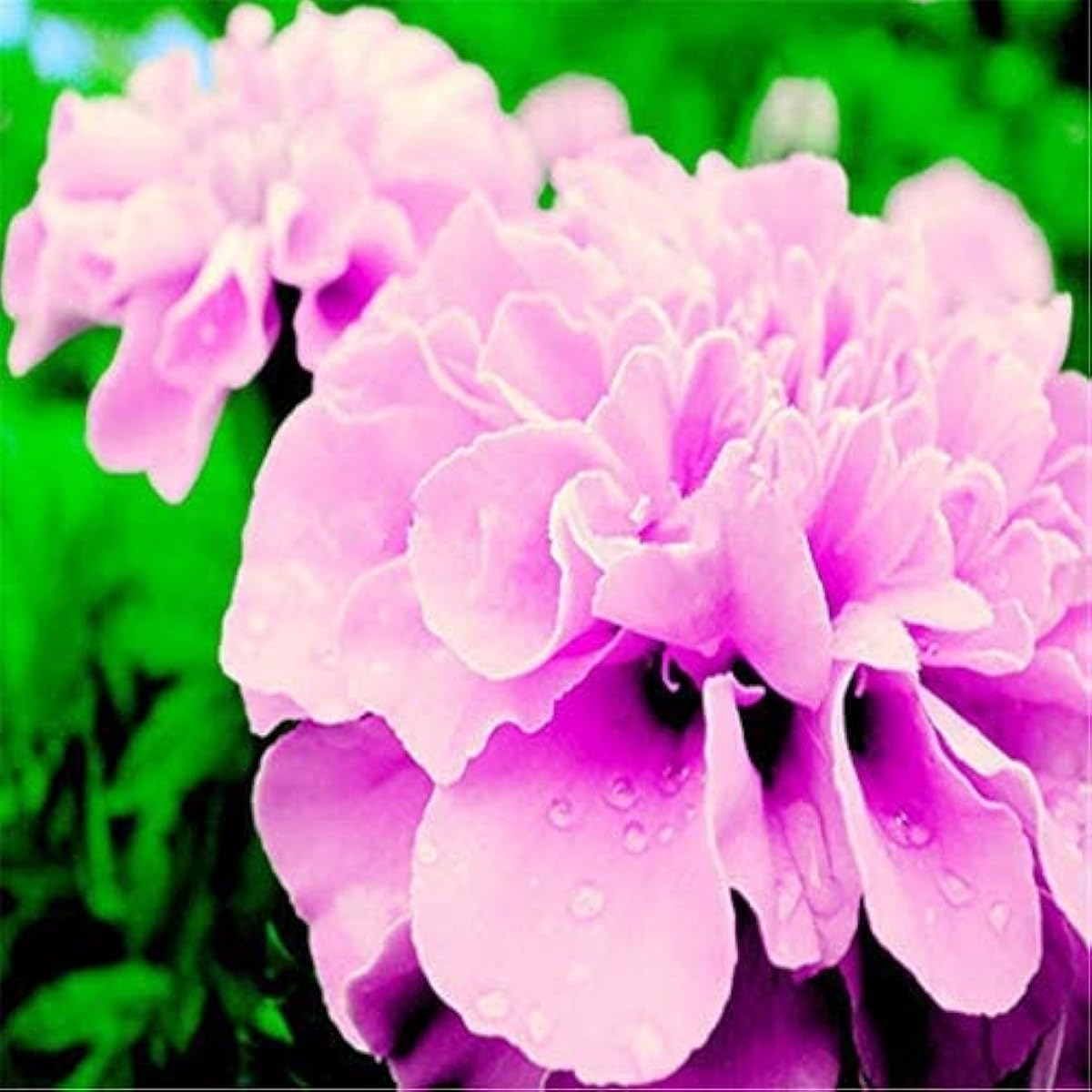 Tagetes Patula Seeds – up to 50% Large Pack · 800-5000 Seeds