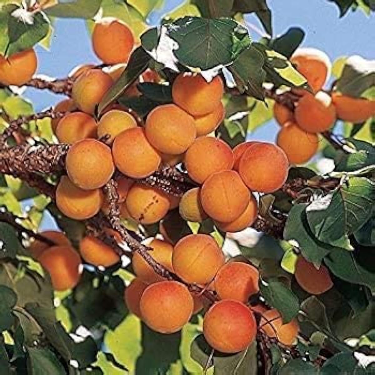 Manchurian Apricot Seeds up to 50%