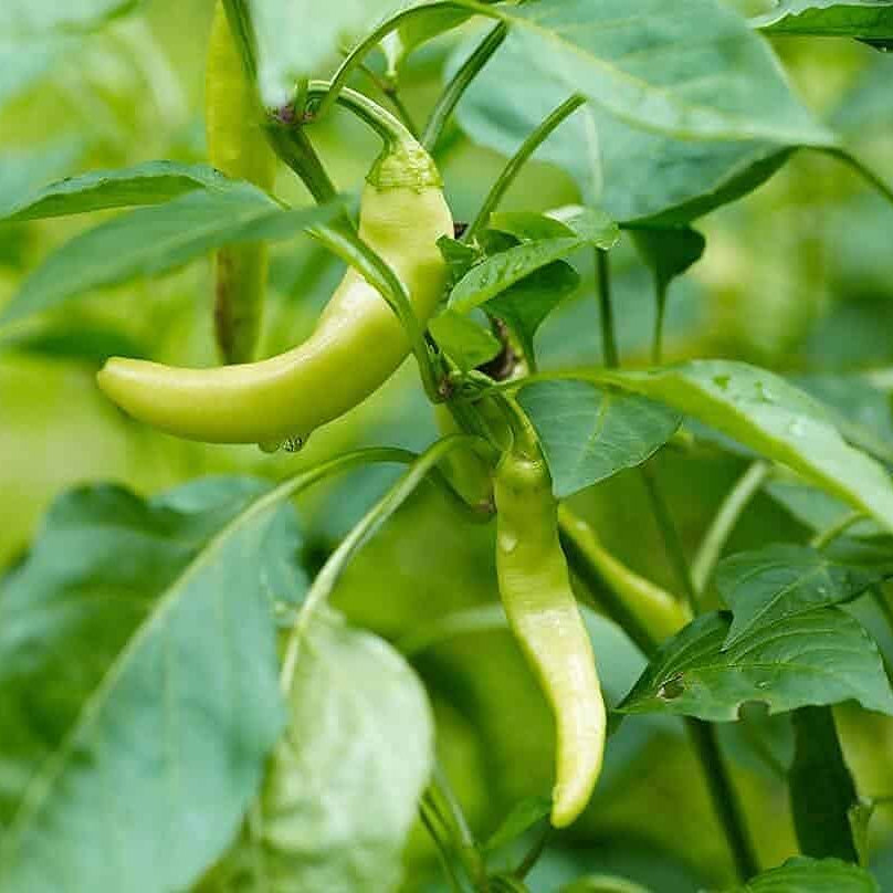 Italian Sweet Pepper Seeds up to 50%