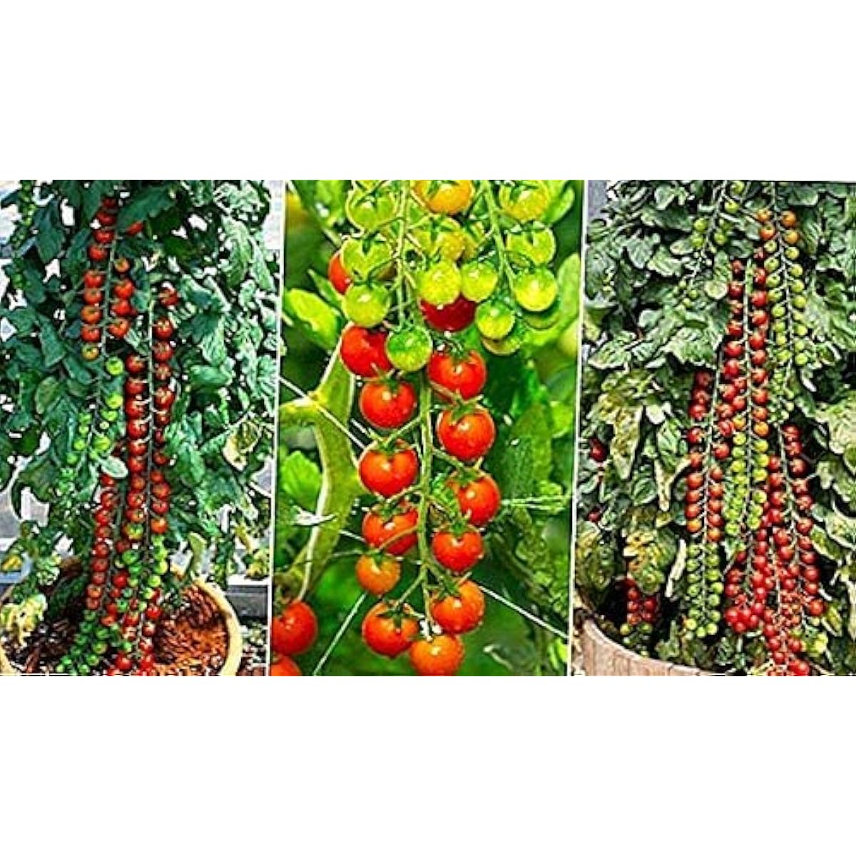 Rapunzel Tomato Seeds up to 50%