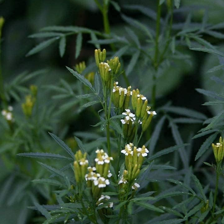 Mentha Mint Seeds – up to 50%