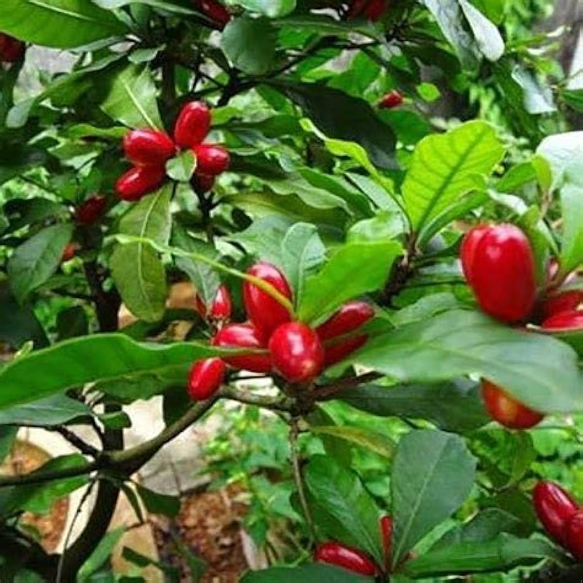 Miracle Fruit Seeds up to 50%