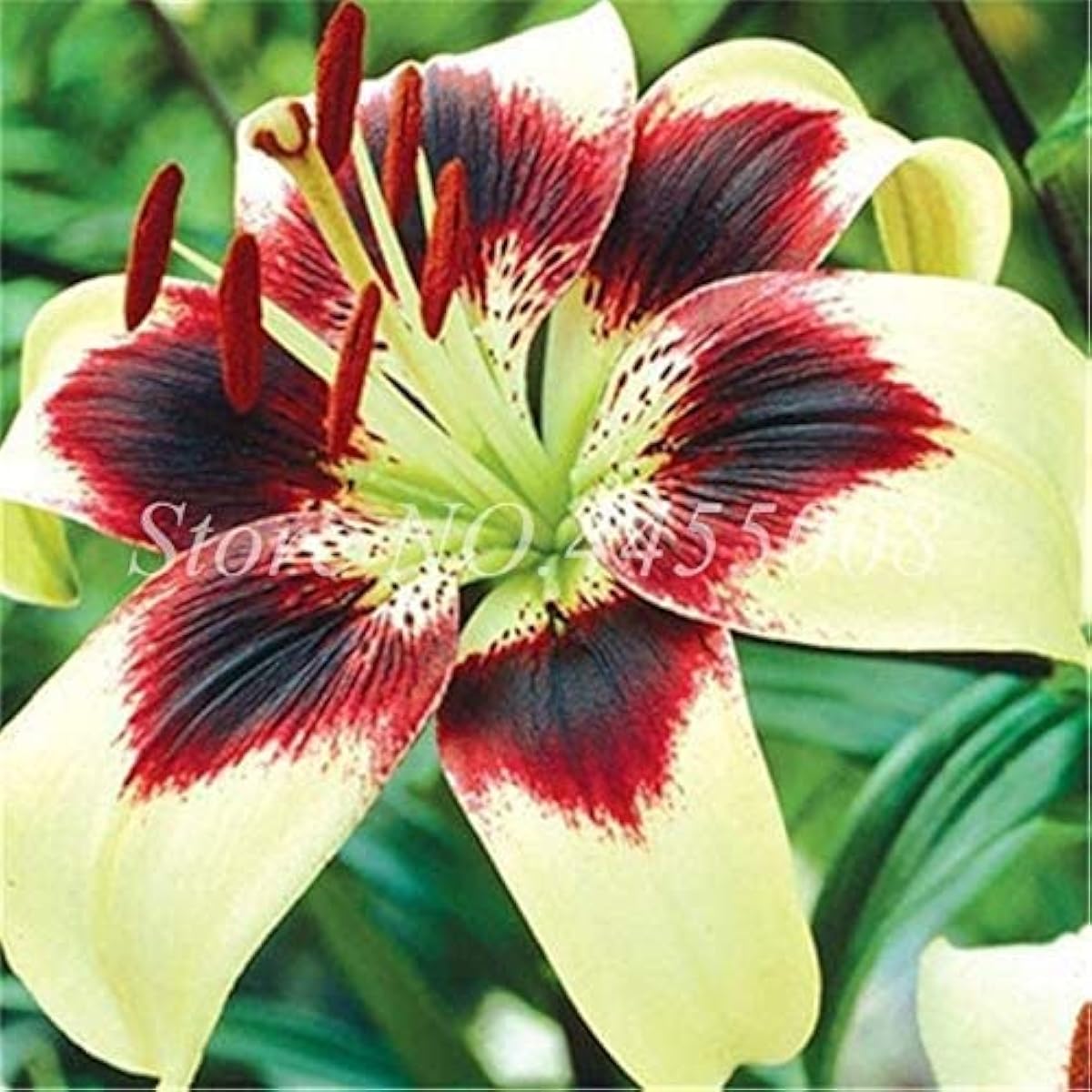 Amaryllis Flower Seeds ¨C Mixed Colors ¨C up to 50%