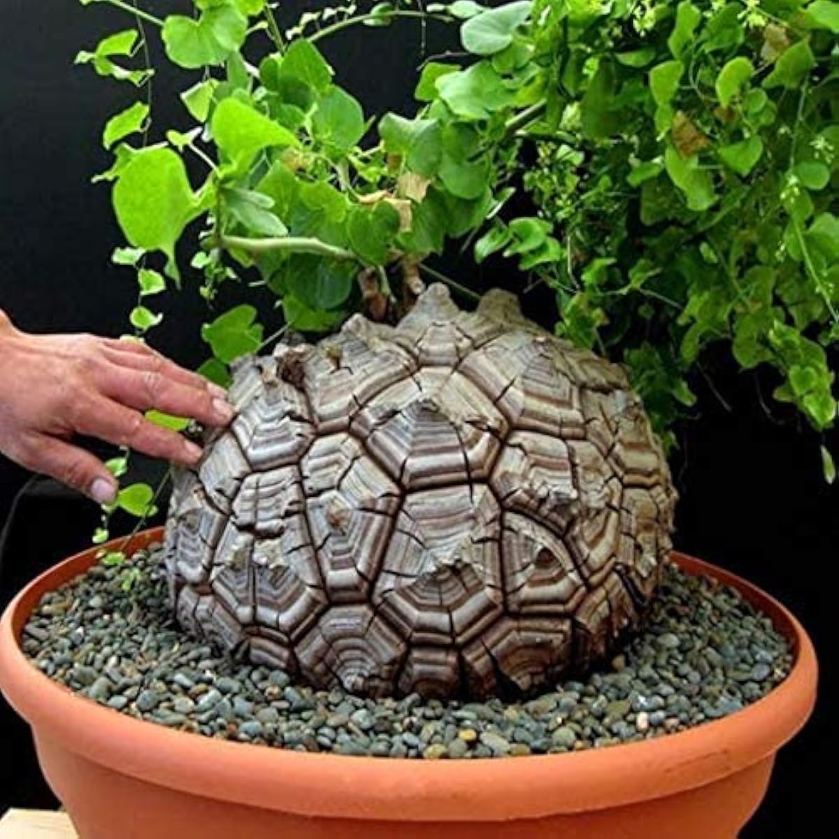 Elephant's Foot Yam Seeds up to 50%