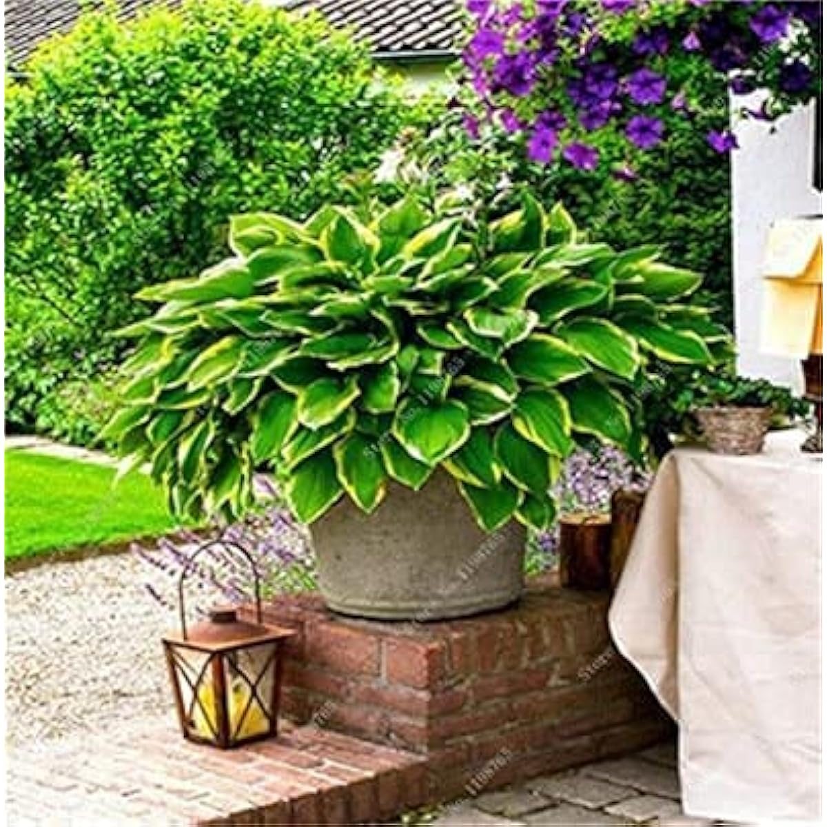 Mixed Hosta Perennial Lily Seeds – White Lace – up to 50%