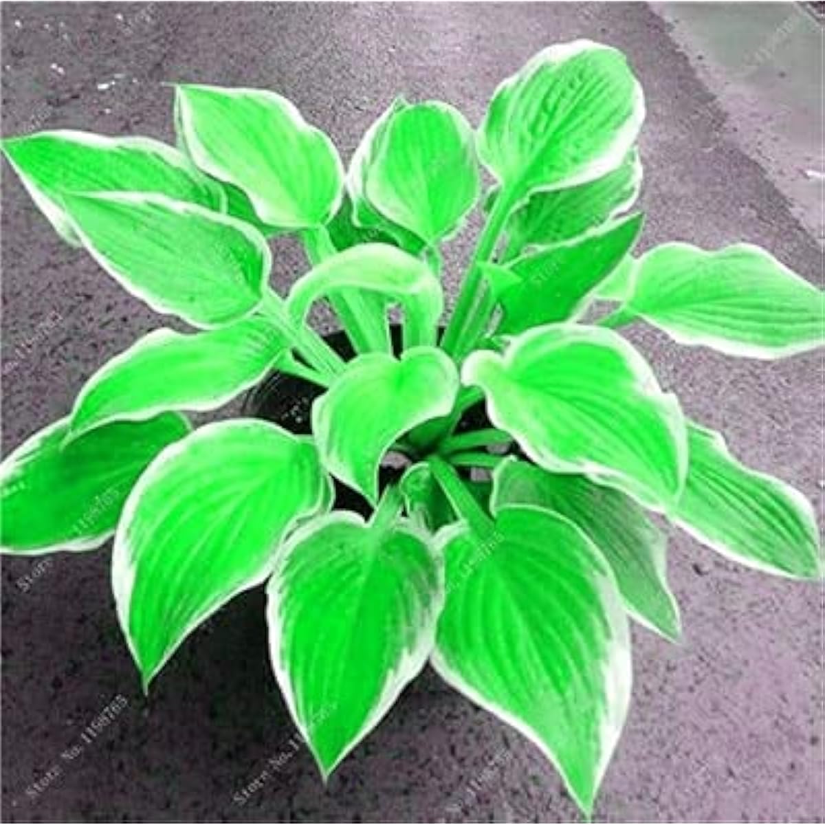 Mixed Hosta Perennial Lily Seeds White Lace – up to 50%– up to 50%