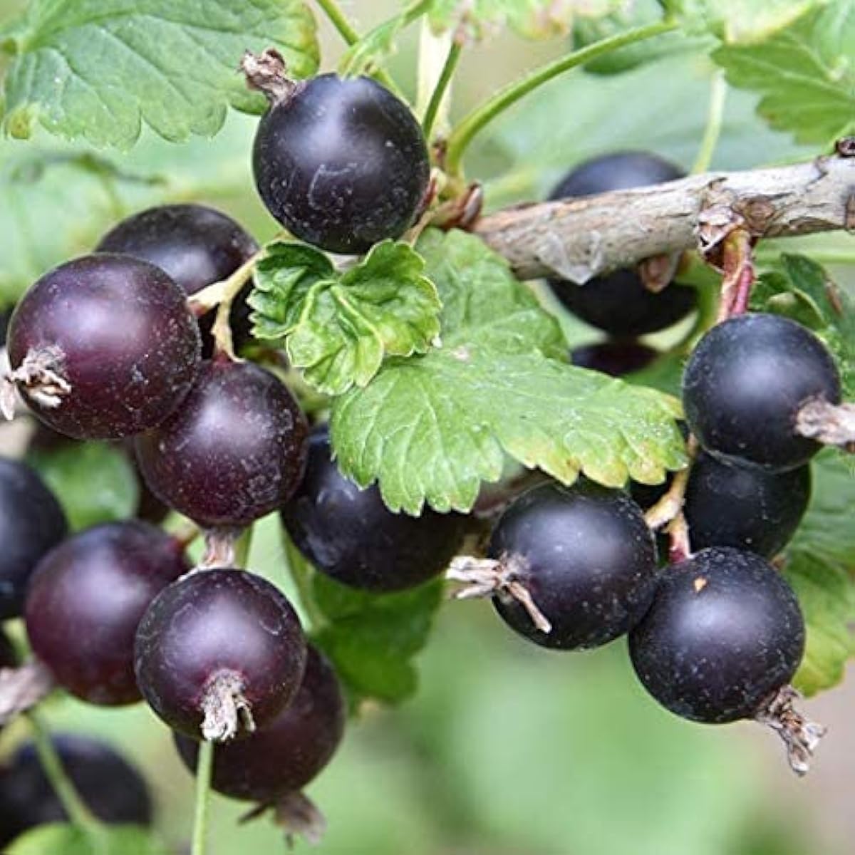 Jostaberry Plant Seeds up to 50%