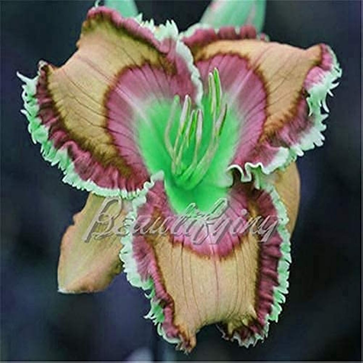 Hybrid Bright Daylily (Hemerocallis) Seeds