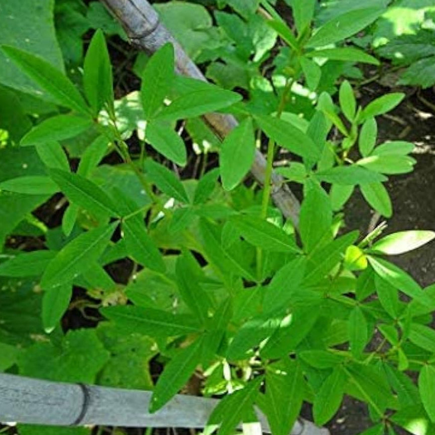 Chipilin Vegetable Seeds up to 50%