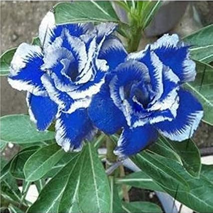 Blue White Desert Rose Seeds