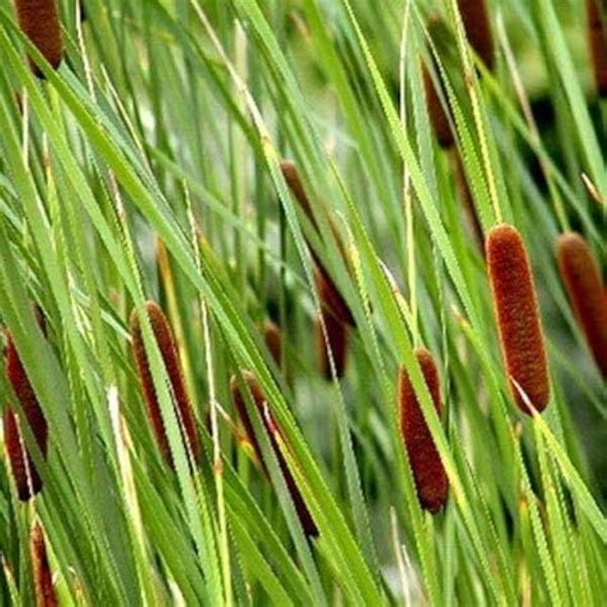 Dwarf Cattail Seeds – up to 50%