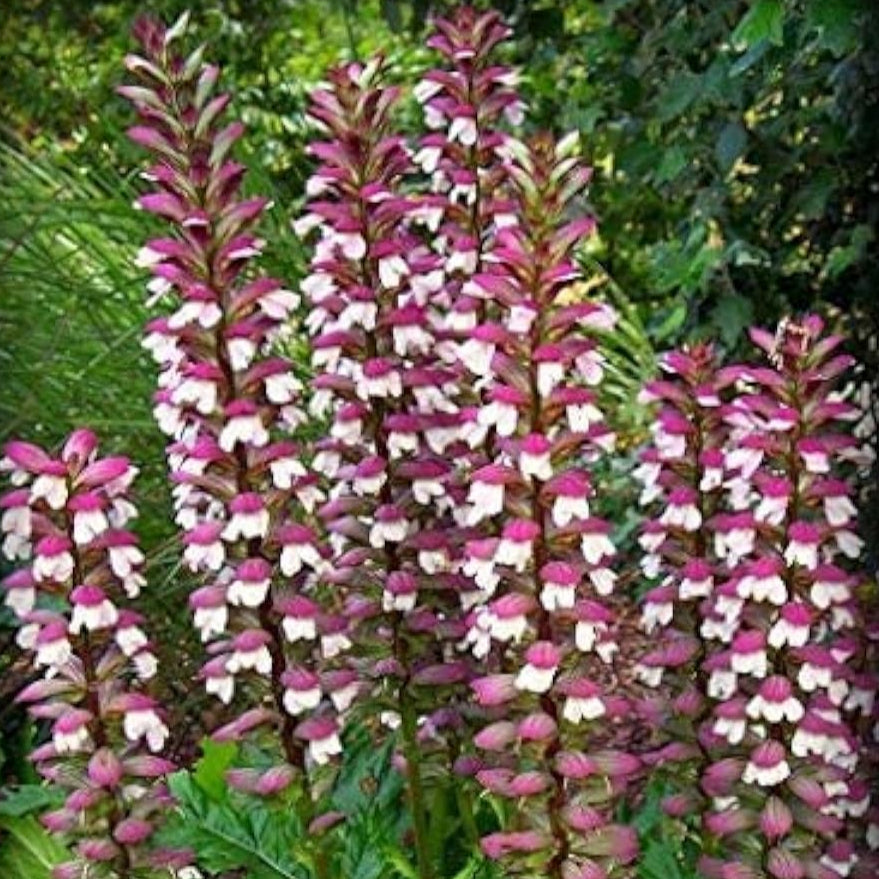 Bear's Breeches Seeds up to 50%