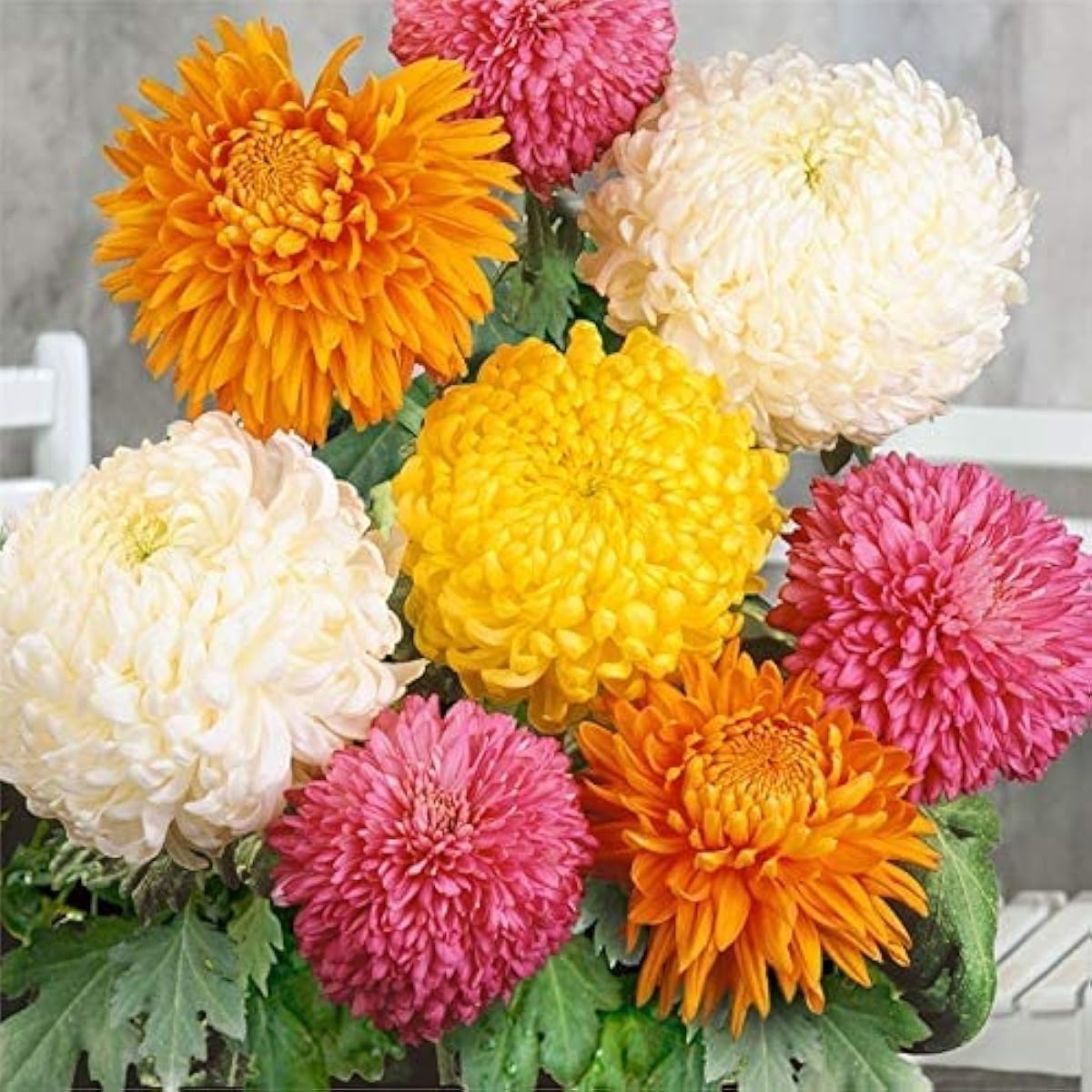 Chrysanthemum Flower Seeds ¨C up to 50%