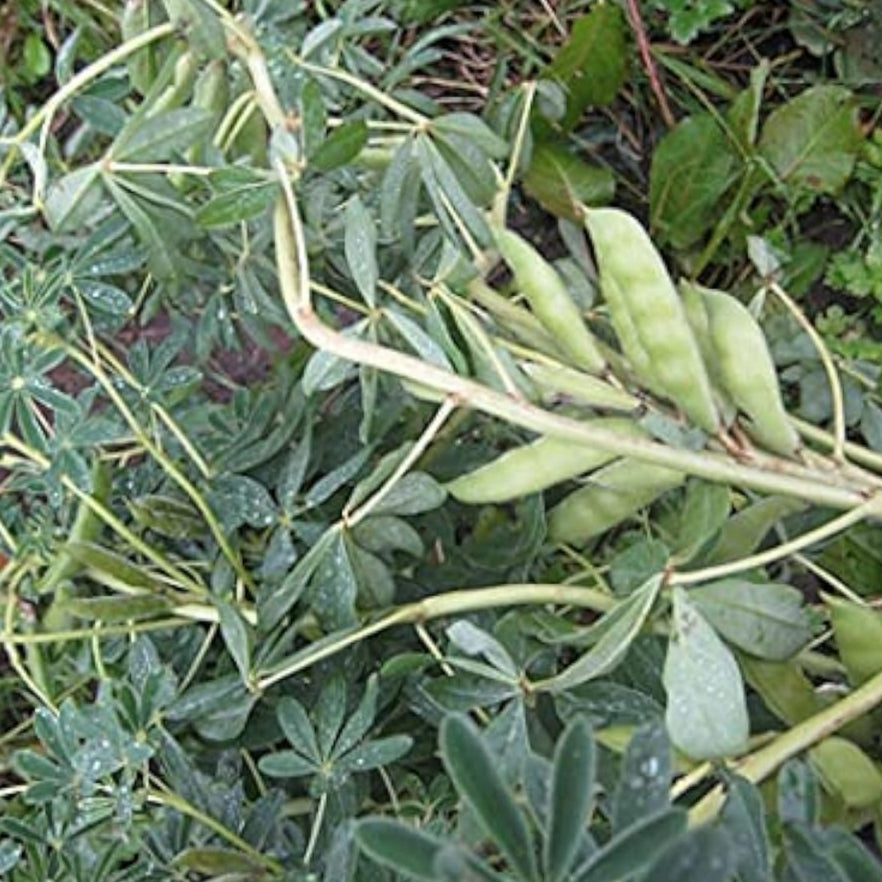Lupini Bean Plant Seeds up to 50%