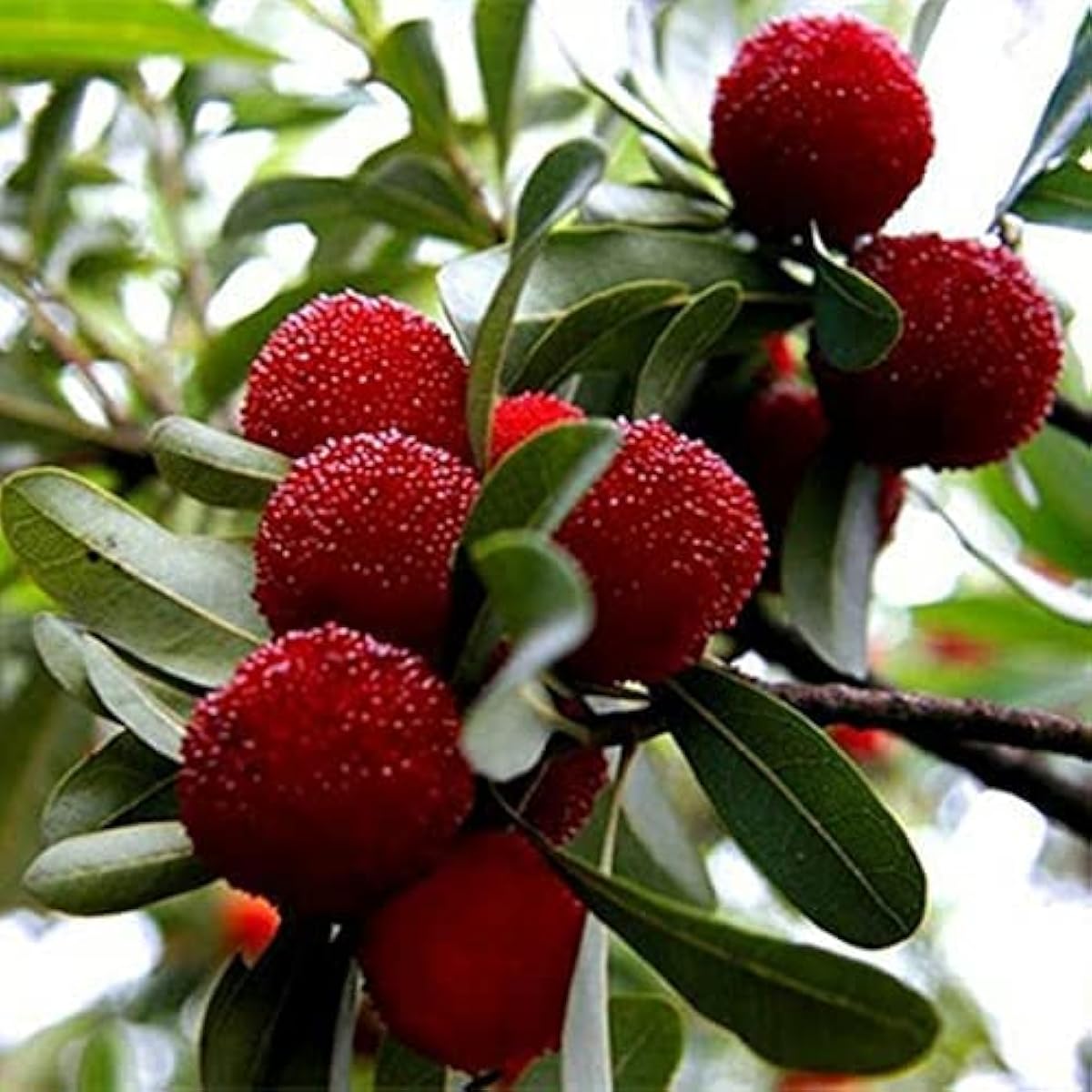 Myrica Rubra Fruit Seeds up to 50%
