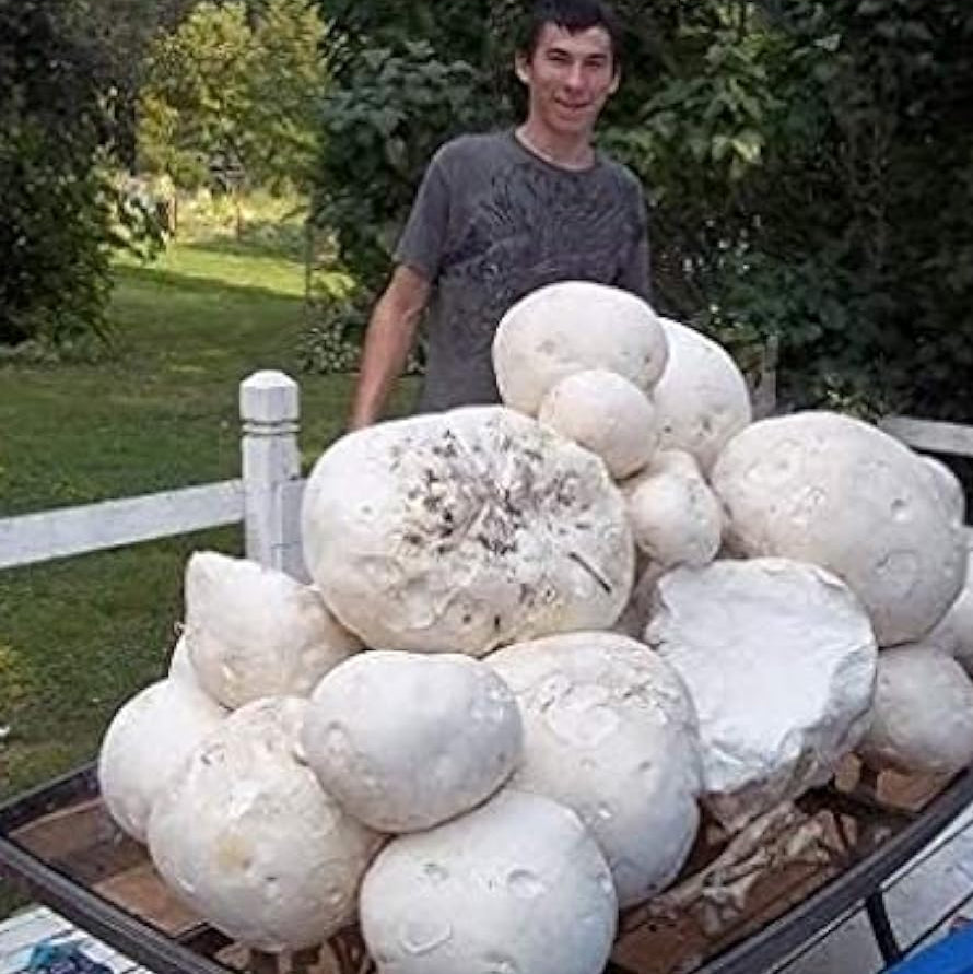 Giant Puffball Mushroom Spores up to 50%