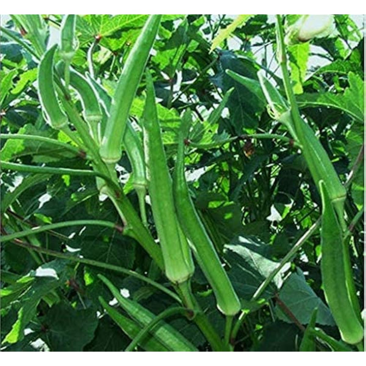 Jambalaya Okra Seeds up to 50%
