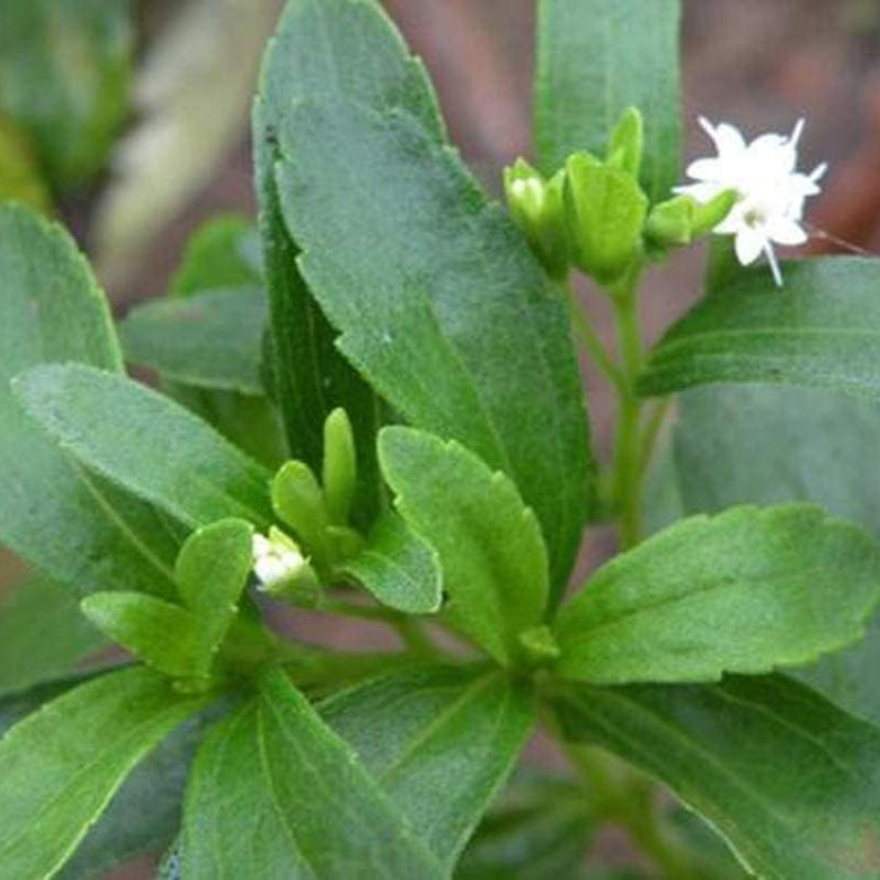 Stevia Rebaudiana Seeds - Larger Packet High Germination 6000-120000 Onsaleseeds