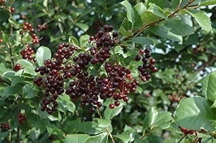 Chokecherry Tree Seeds up to 50%